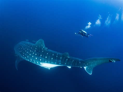 whale sharks in the galapagos